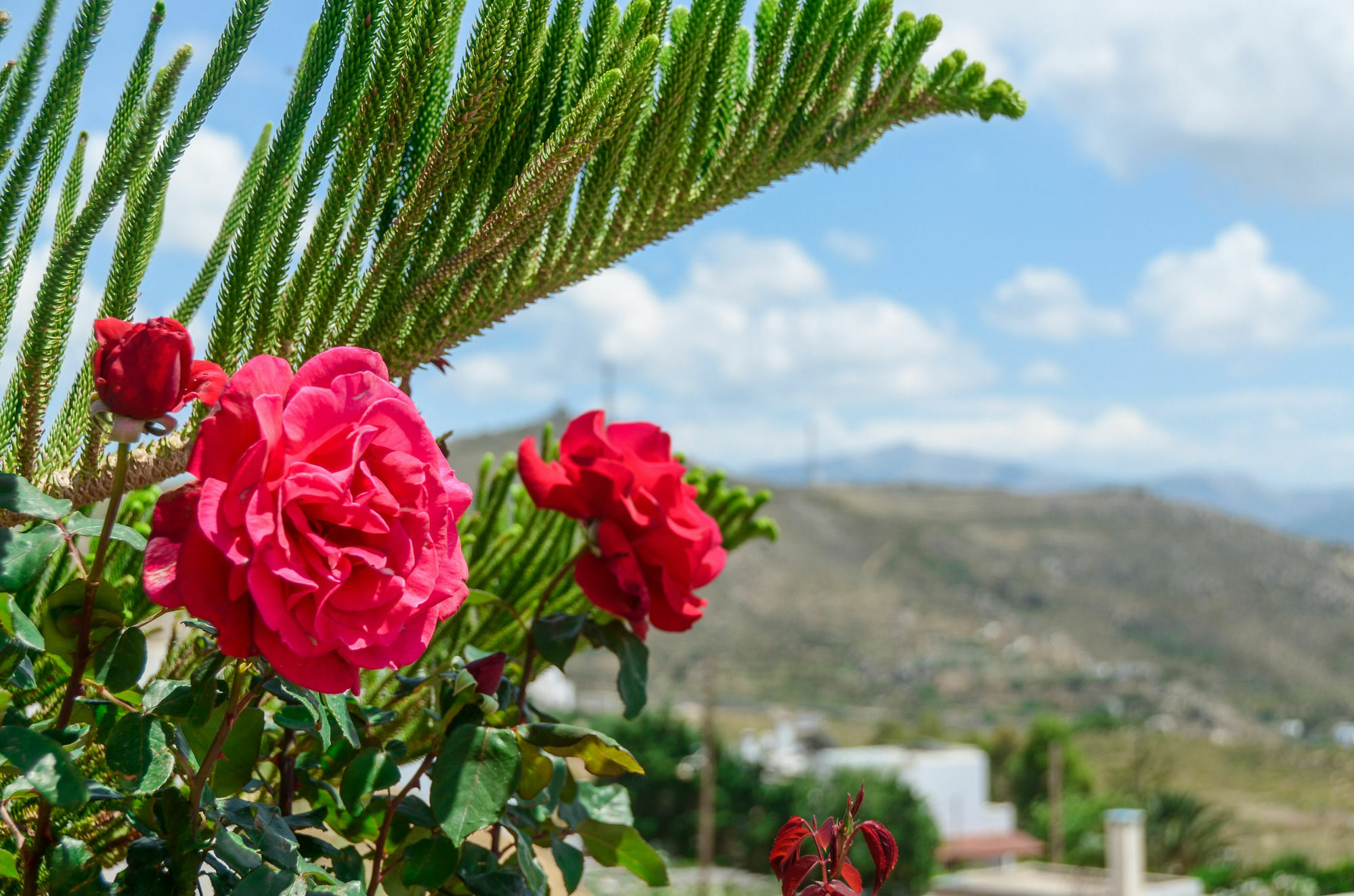 Villa Of Roses In Naxos - Private Villa With Pool Naxos City Eksteriør billede